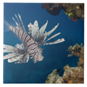 Lionfish (Pterois volitans) vorbei schwimmend Fliese