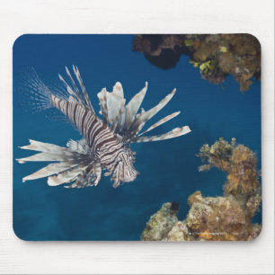 Lionfish (Pterois volitans) vorbei schwimmend Mousepad
