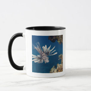 Lionfish (Pterois volitans) vorbei schwimmend Tasse