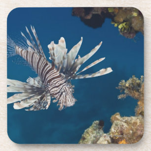 Lionfish (Pterois volitans) vorbei schwimmend Untersetzer