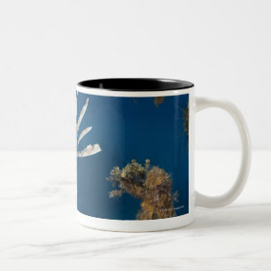 Lionfish (Pterois volitans) vorbei schwimmend Zweifarbige Tasse