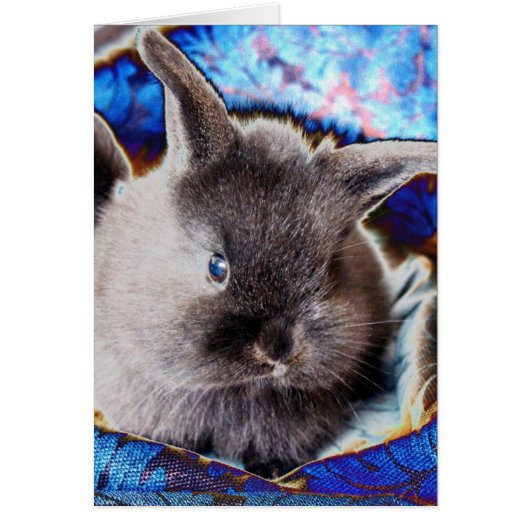 Lionhead Baby Bunny (Vorne)