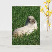 Lionhead Bunny im Gras Karte (Gelbe Blume)