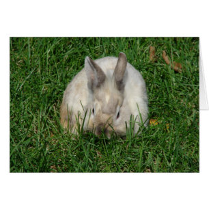 Lionhead Bunny Jedes Anlasses