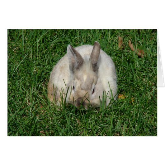 Lionhead Bunny Jedes Anlasses (Vorderseite (Horizontal))