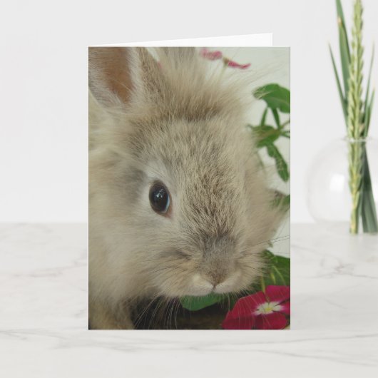 Lionhead Bunny Jedes Anlasses Karte (Vorderseite)