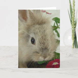 Lionhead Bunny Jedes Anlasses Karte