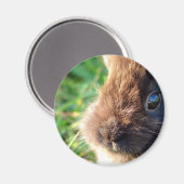 Lionhead Bunny Magnet (Vorderseite/Rückseite)