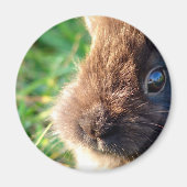 Lionhead Bunny Magnet (Vorne)