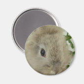 Lionhead Bunny Magnet (Vorderseite/Rückseite)