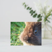 Lionhead Bunny Postkarte (Stehend Vorderseite)