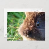 Lionhead Bunny Postkarte (Vorne/Hinten)