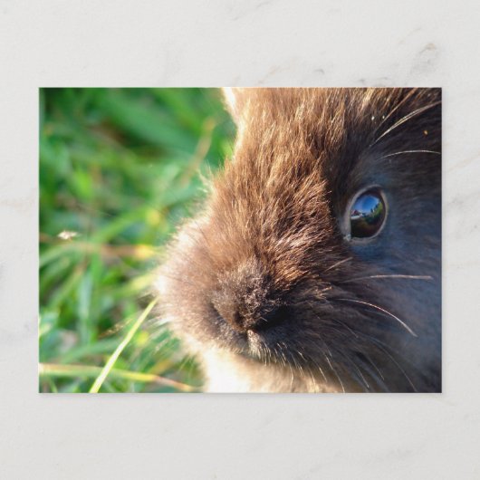 Lionhead Bunny Postkarte (Vorderseite)