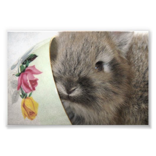 Lionhead Bunny und Teacup Fotodruck (Vorne)