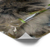 Lionhead Bunny und Wineglass Poster (Ecke)