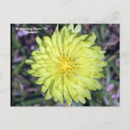 LionHead Dandy Lion Blume Floriographie Postkarte