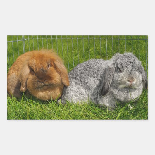 Lionhead Holland Mini Lop Bunny Rabbit Rechteckiger Aufkleber (Vorderseite)