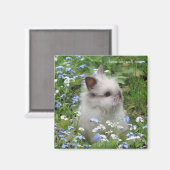 Lionhead Rabbit Magnet (Vorderseite/Rückseite)