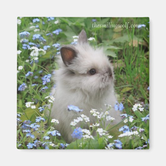 Lionhead Rabbit Magnet (Vorne)