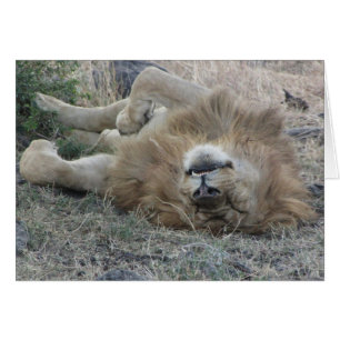 Lions Club, Löweschlafen (Masai Mara, Kenia)