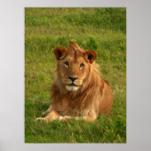 Lions Eyes Poster (Vorne)