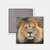 Lions Fotografie Magnet (Vorderseite/Rückseite)