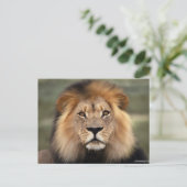 Lions Fotografie Postkarte (Stehend Vorderseite)