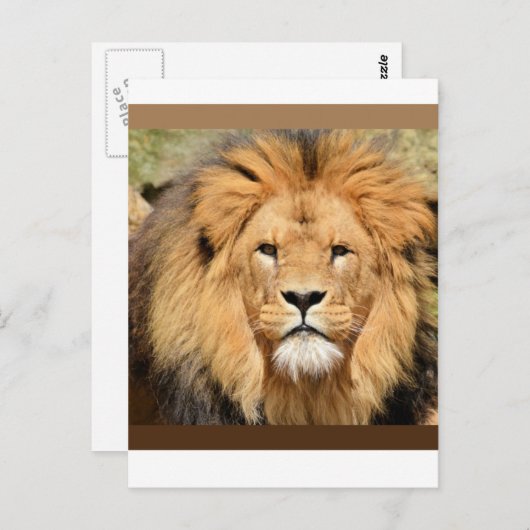 Lions Head Postcard Postkarte (Vorne/Hinten)