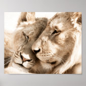 Lions Liebe Safari Animals Fotoposter Poster (Vorne)