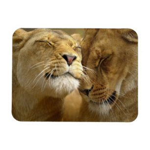 Lions Magnet