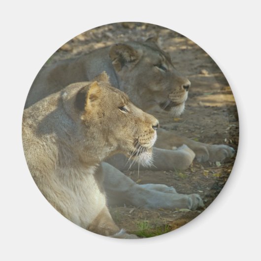 Lions Magnet (Vorne)
