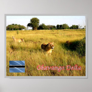 LIONS-Okavango-Delta - Poster