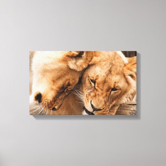 Lions paare canvas print leinwanddruck (Vorderseite)