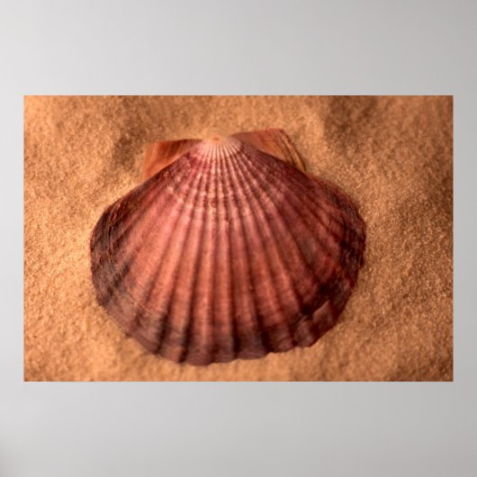 Lions Paw Poster (Vorne)