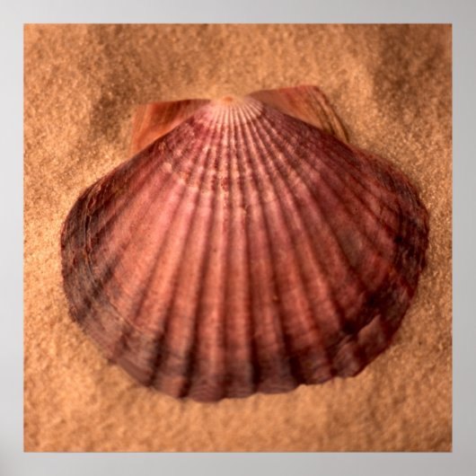 Lions Paw Poster (Vorne)