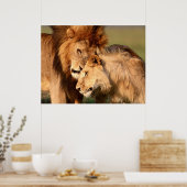 Lions Poster (Küche)