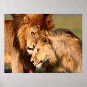 Lions Poster (Vorne)