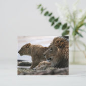 Lions Postkarte (Stehend Vorderseite)