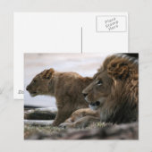 Lions Postkarte (Vorne/Hinten)