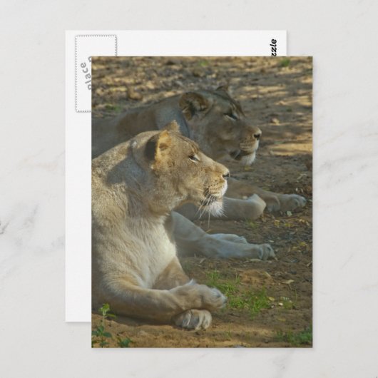 Lions Postkarte (Vorne/Hinten)