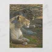 Lions Postkarte (Vorderseite)