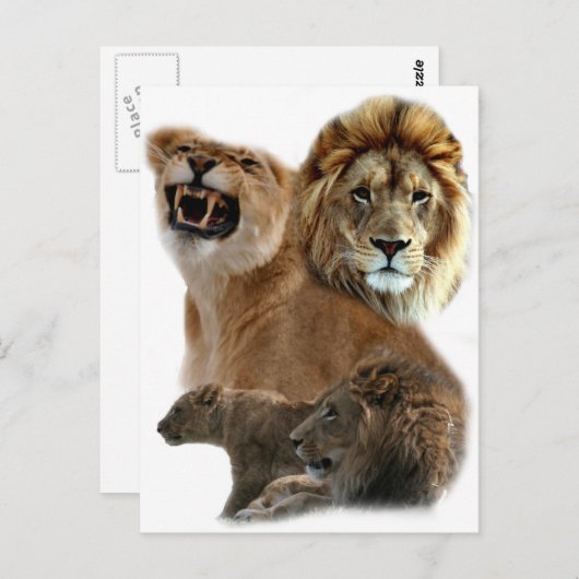 Lions Postkarte (Vorne/Hinten)