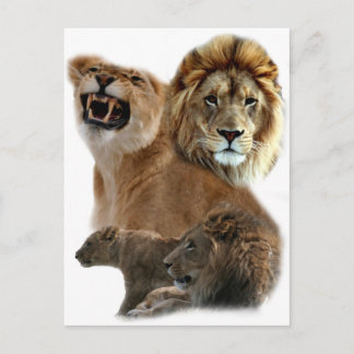 Lions Postkarte