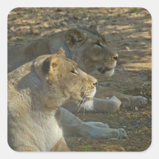 Lions Sticker (Vorderseite)