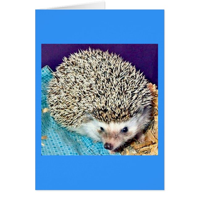 Lioti der Igel (Vorne)