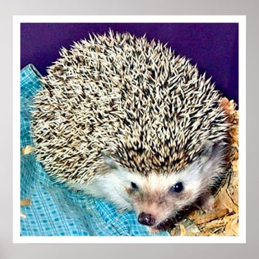 Lioti der Igel Poster (Vorne)