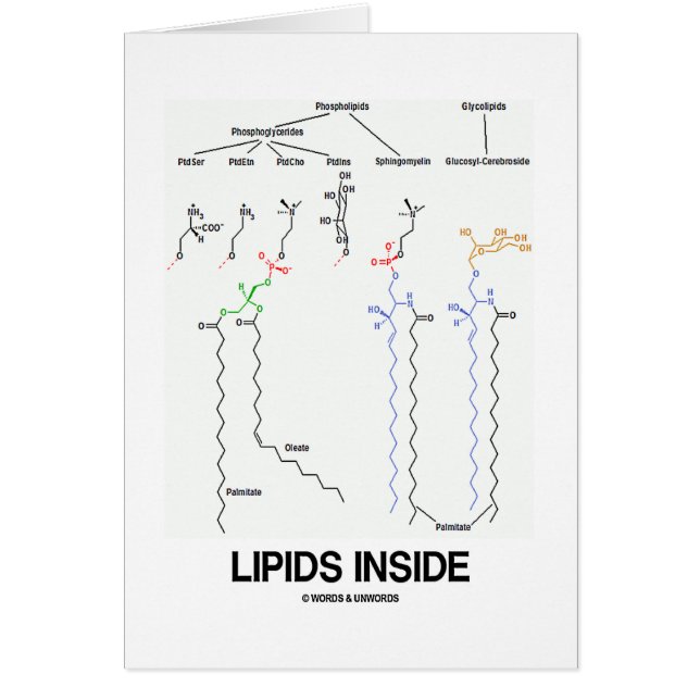 Lipid-Innere (chemische Moleküle) (Vorne)