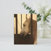 Lipizzan Nach der Show Postkarte (Stehend Vorderseite)