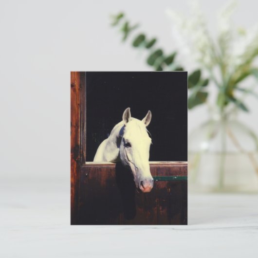 Lipizzaner Postkarte (Stehend Vorderseite)
