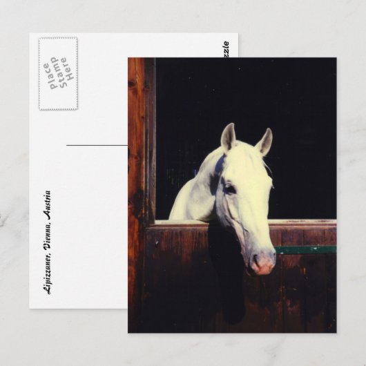 Lipizzaner Postkarte (Vorne/Hinten)